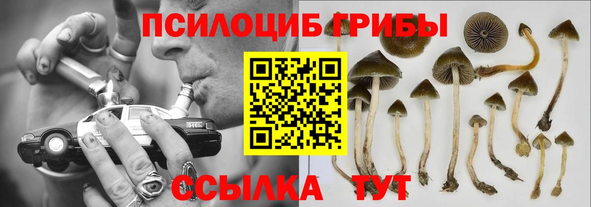 Галлюциногенные грибы Psilocybine cubensis Вольск